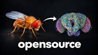 The Internet Is Torturing a Fruit Fly... (opensource brain)