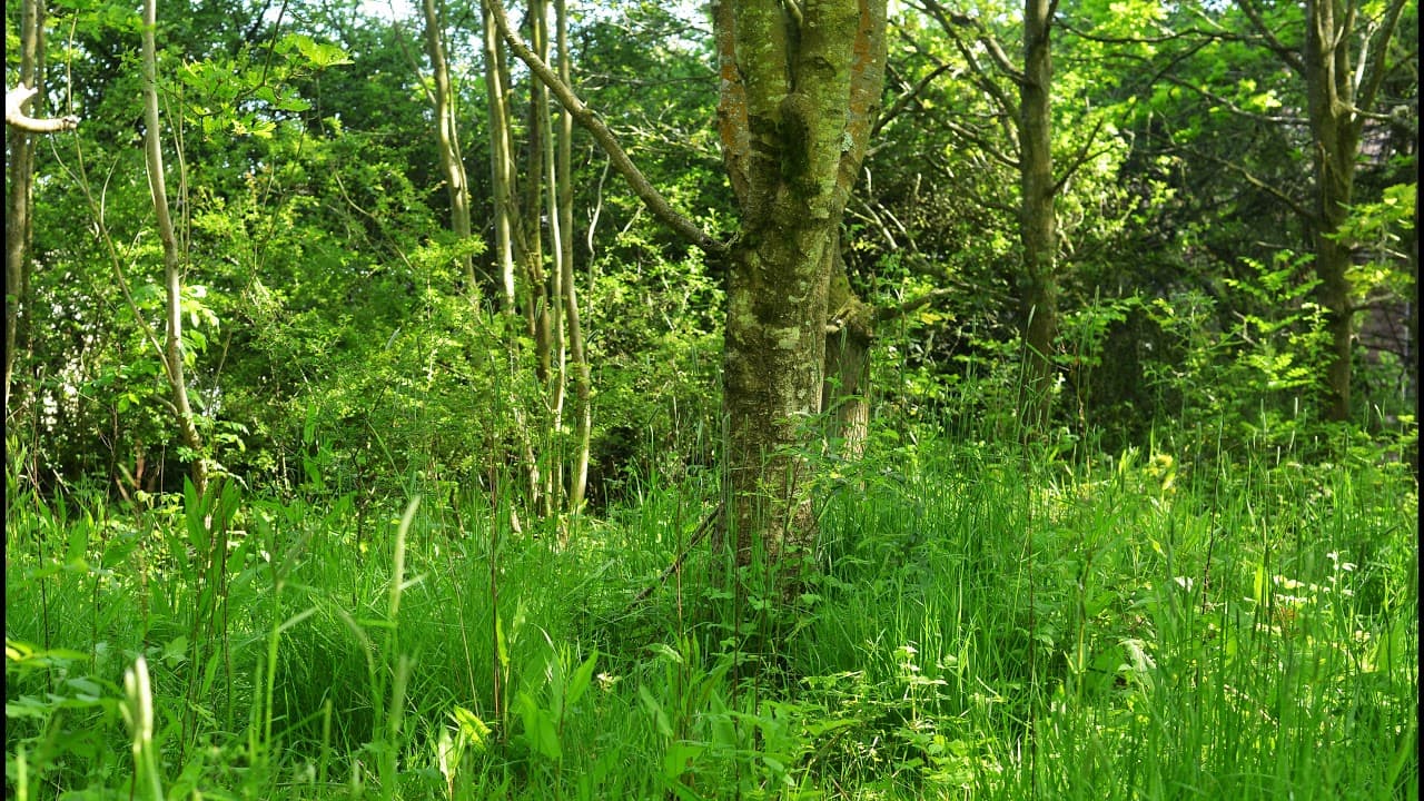 Let's Create a Website for GSD