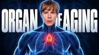 The Organ That Controls How Fast You Age